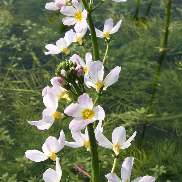 Water Violet