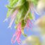 Hornbeam – Bachova kvetová esencia