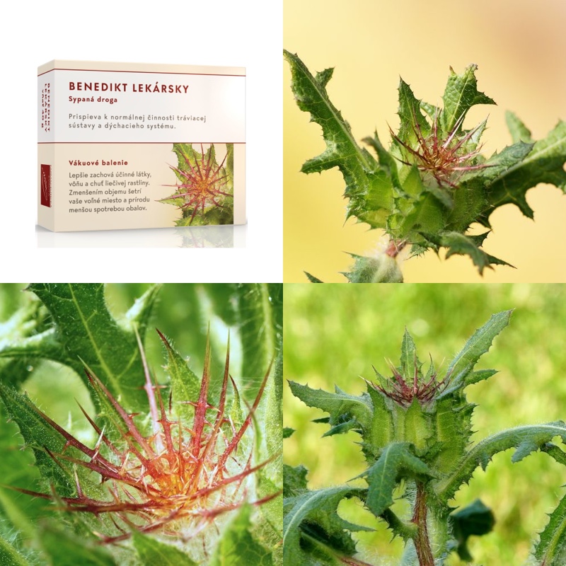 Benedikt lékařský nať