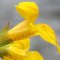 Mimulus – Bachova kvetová esencia