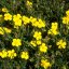Rock Rose