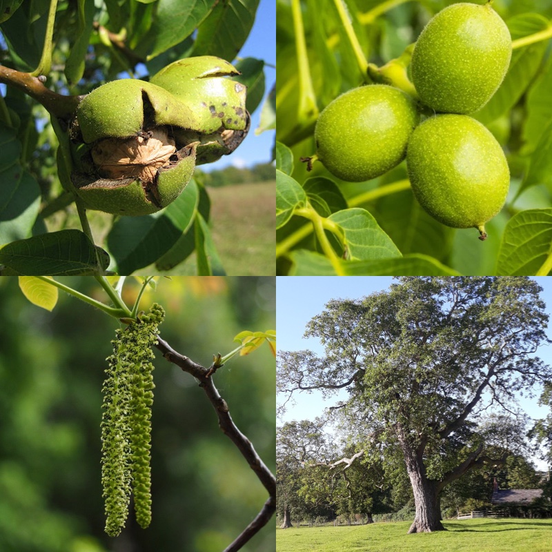 Ořech královský list