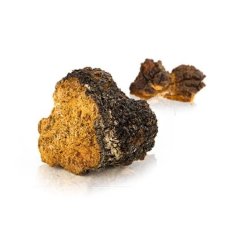 Chaga MycoMedica – tradiční podpora obranyschopnosti a trávení