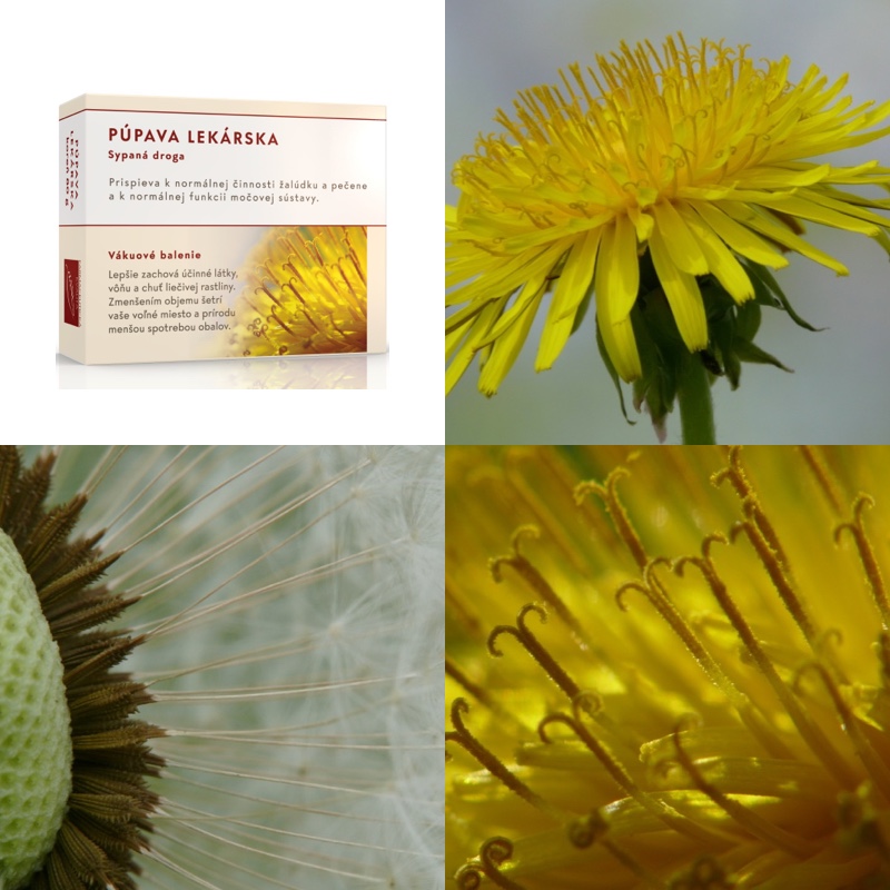 Púpava lekárska koreň