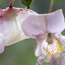 Impatiens