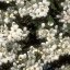 Cherry Plum