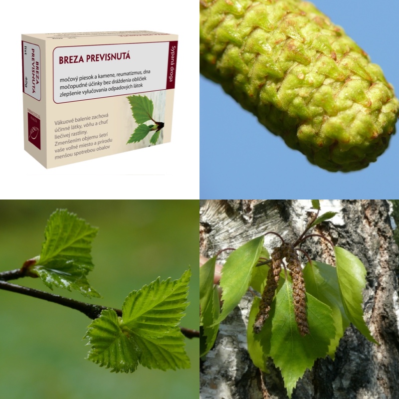 Breza previsnutá list Breza previsnutá list