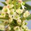 Holly – Bachova kvetová esencia - Objem: 10 ml