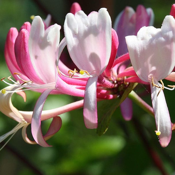 Honeysuckle - Objem: 10 ml