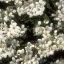 Cherry Plum – Bachova květová esence - Objem: 30 ml