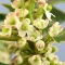 Holly – Bachova kvetová esencia