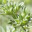Scleranthus – Bachova květová esence
