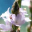 Vervain – Bachova kvetová esencia