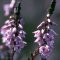 Heather – Bachova kvetová esencia