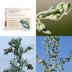 Palina pravá vňať