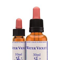 Water Violet