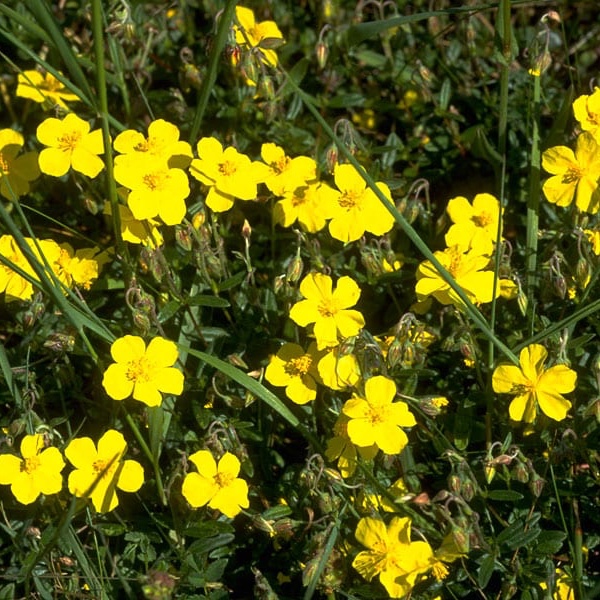 Rock Rose – Bachova květová esence