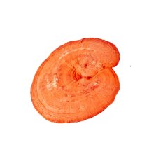 Reishi MycoMedica