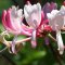 Honeysuckle – Bachova kvetová esencia