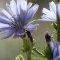 Chicory – Bachova kvetová esencia