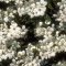 Cherry Plum – Bachova kvetová esencia