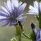 Chicory – Bachova kvetová esencia