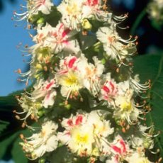 White Chestnut