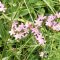 Centaury – Bachova kvetová esencia