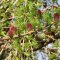Larch – Bachova kvetová esencia