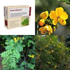 Kasia úzkolistá (Sennový list) list