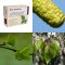 Breza previsnutá list