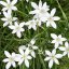 Star of Bethlehem – Bachova květová esence