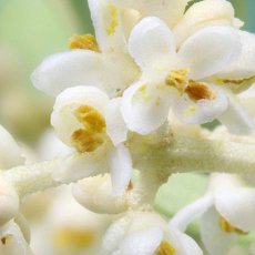 Olive – Bachova květová esence