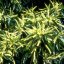 Sweet Chestnut