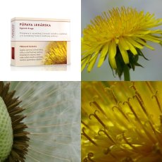 Púpava lekárska koreň