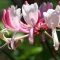 Honeysuckle – Bachova kvetová esencia