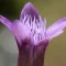 Gentian – Bachova kvetová esencia