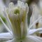 Bachova esencia Clematis – Bachova kvetová esencia