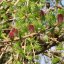 Larch