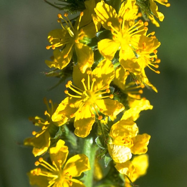 Agrimony – Bachova květová esence - Objem: 10 ml