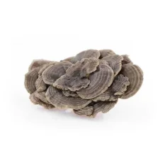 Coriolus MycoMedica – tradiční podpora obranyschopnosti a vitality