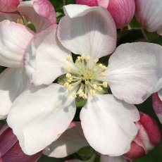 Crab Apple – Bachova kvetová esencia