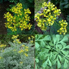 Ruta voňavá vňať