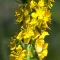 Agrimony – Bachova kvetová esencia