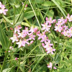 Centaury – Bachova květová esence