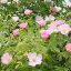 Wild Rose