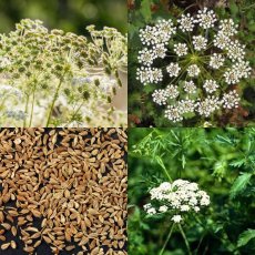 Bederník anýzový plod