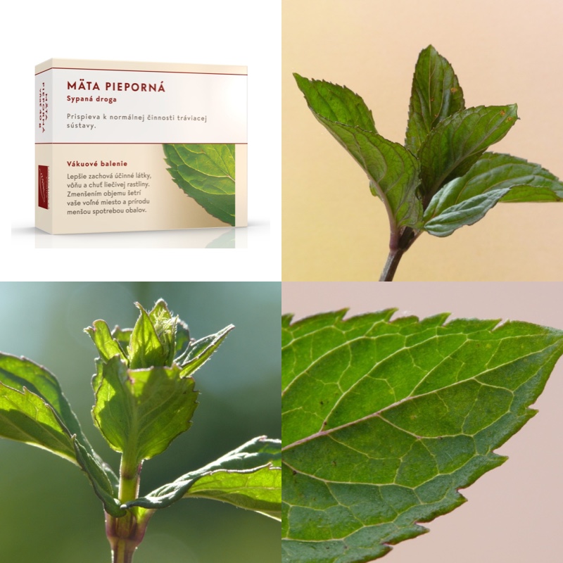 Máta peprná nať
