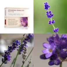 Levanduľa úzkolistá kvet