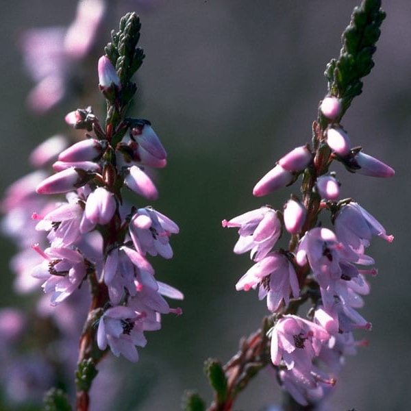 Heather